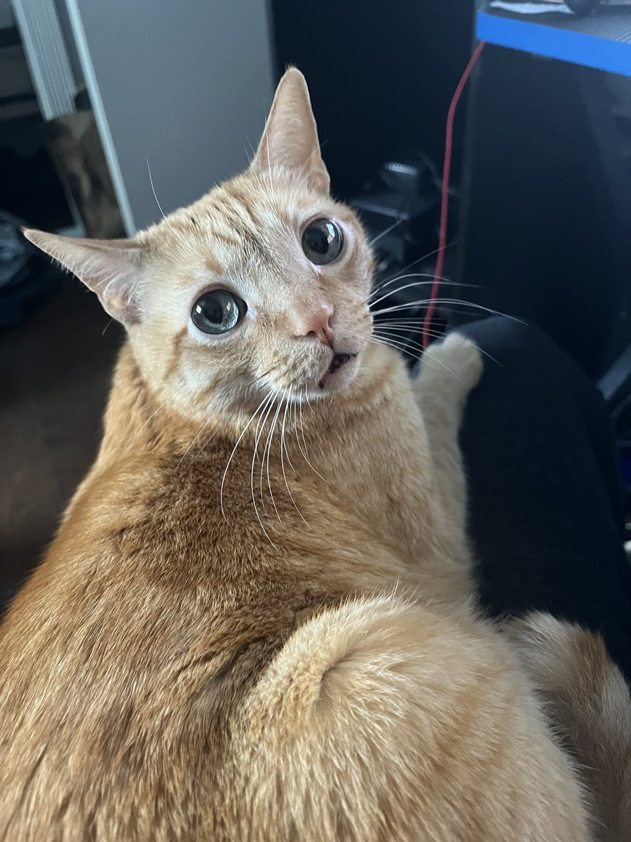 ADDatWork's tweet photo. @PushinUpRoses Me and my furry nuisance are getting better at it https://t.co/tv7PArTfNu