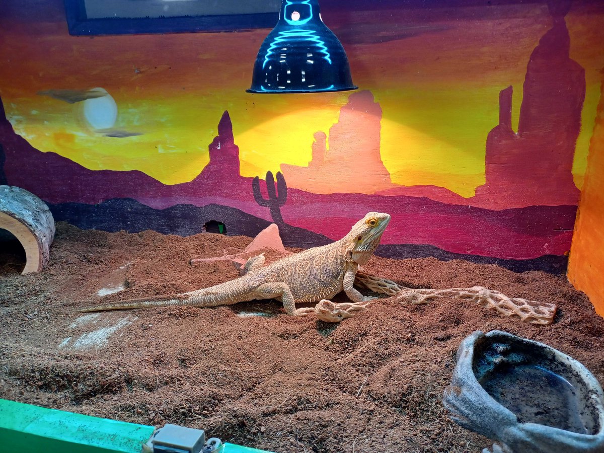 Sir Lancer Bots Team 2977 tweet media