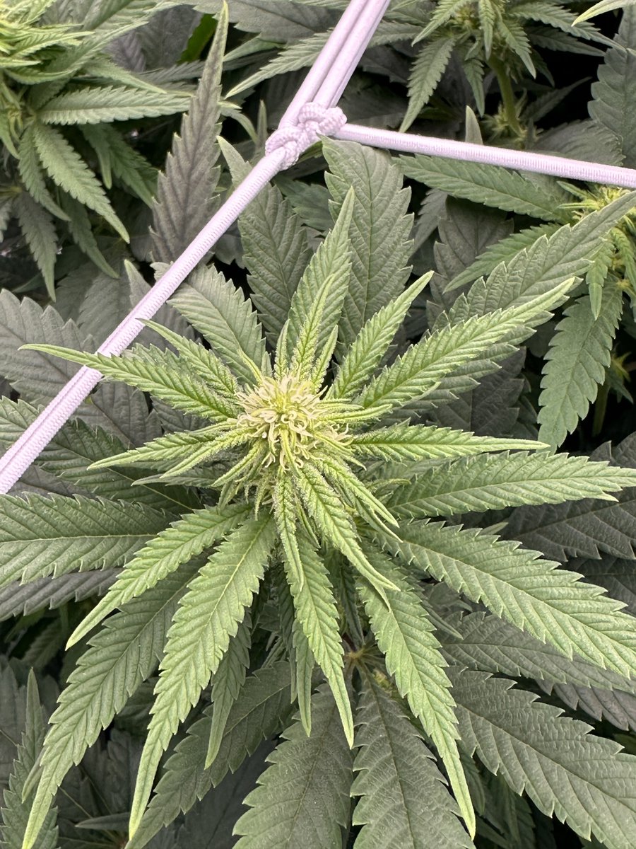 Has anyone ever had a bud look like the one on the left (1st pic)?  Compare to normal on other pic. Looks like two merged or something.