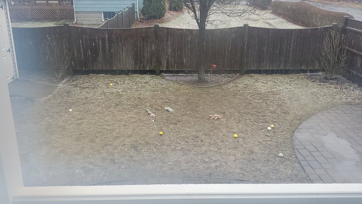 bclem9's tweet photo. @ShiriSpear @KevinBoston25 @boston25 Still mainly rain in Mansfield but dogs wont go out to play https://t.co/pYpltfaii0