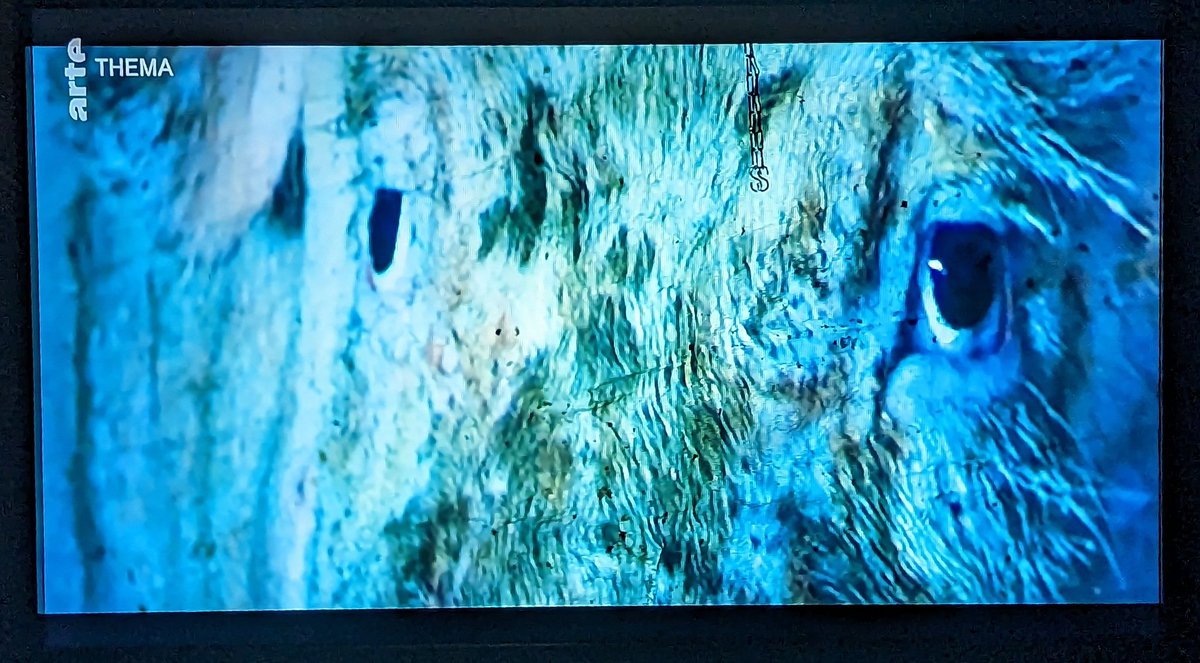 Claude Pouvreau tweet media