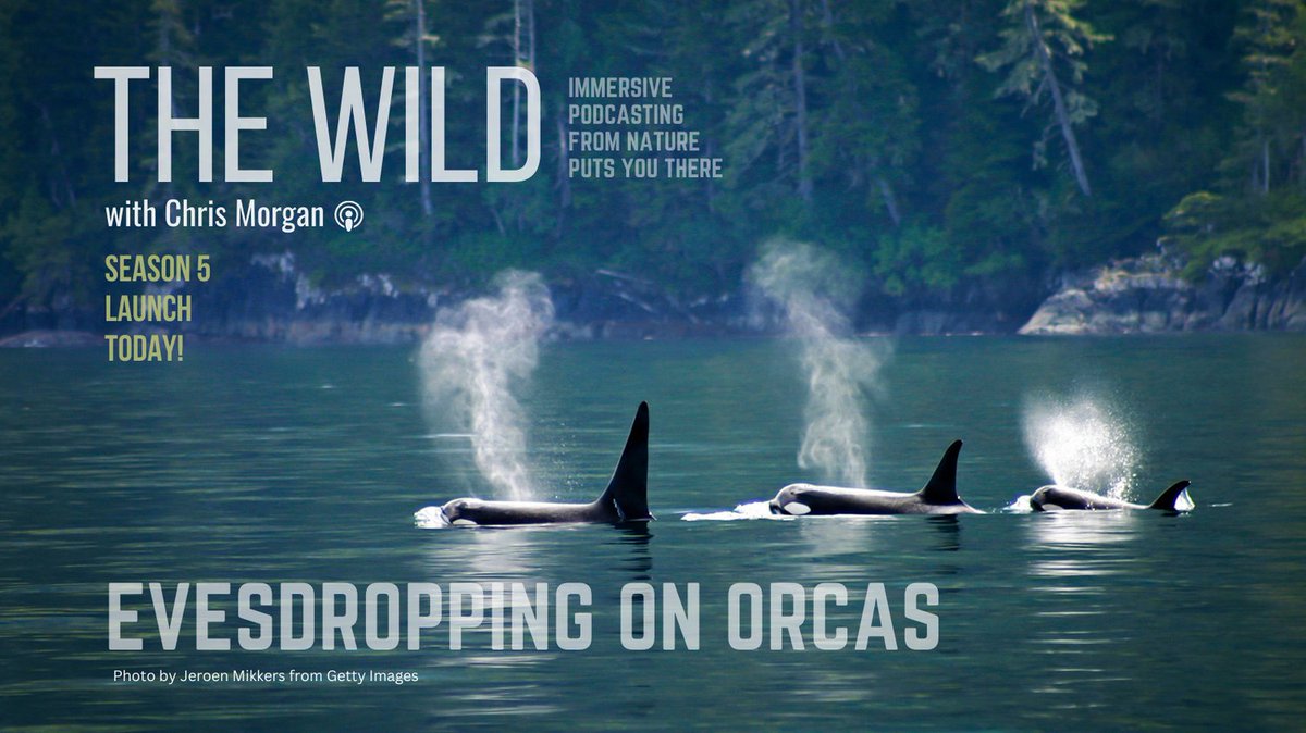I'm so excited to share another season of sounds recorded in the field from all over the world, so you feel like you are right there by my side.
Season 5 of ‘THE WILD with Chris Morgan’ launches today with a beautiful episode about Orcas. Listen now wherever you podcast.