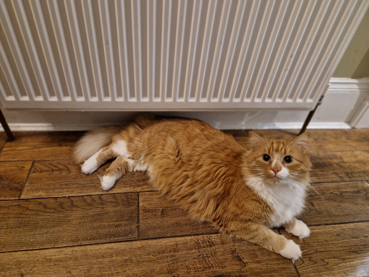 muckyg's tweet photo. Seems cold out there 🥶, think I'll lie next to this warm heater while I wait for updates @keithdunn #bm100 #barkleycats #kittykontent https://t.co/wxZXnMJu8K