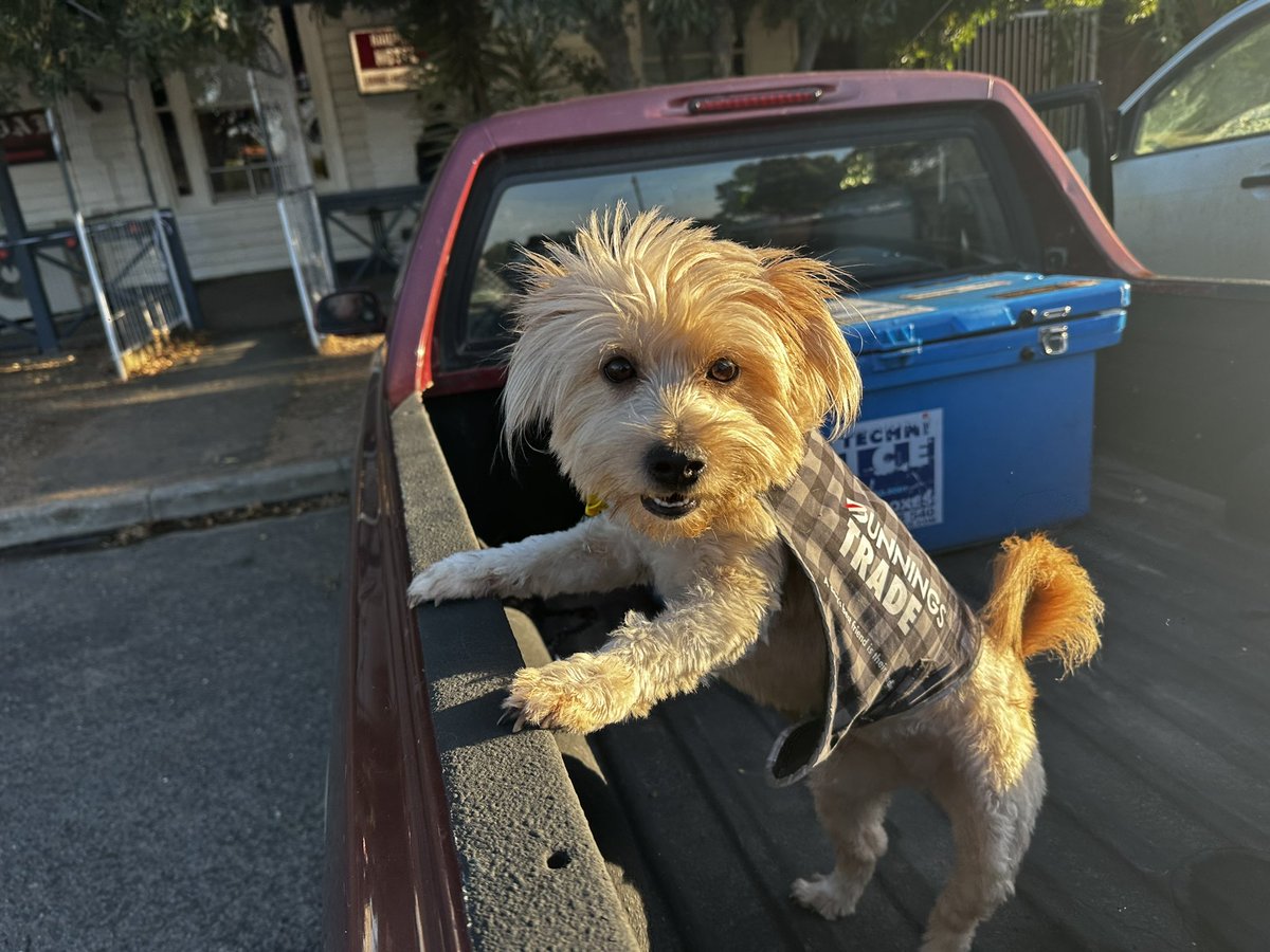 sarahtlawrence's tweet photo. Meet Strife, a wannabe cattle dog in #Dingee #lovewhereyoulive (check out her jacket π) πΎ πΆ https://t.co/HISonLGuZt