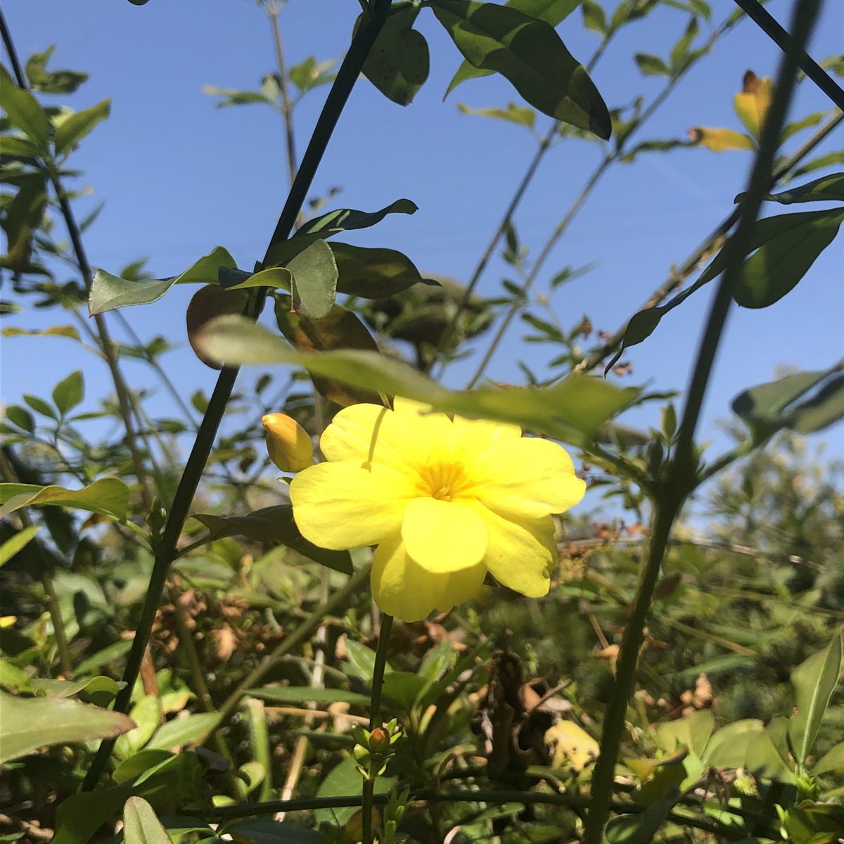 chie50220's tweet photo. おはようと

すぐに挨拶

良い家族
#俳句
#おはよう
#花
#黄色の花 https://t.co/Qxe6rG1WBQ