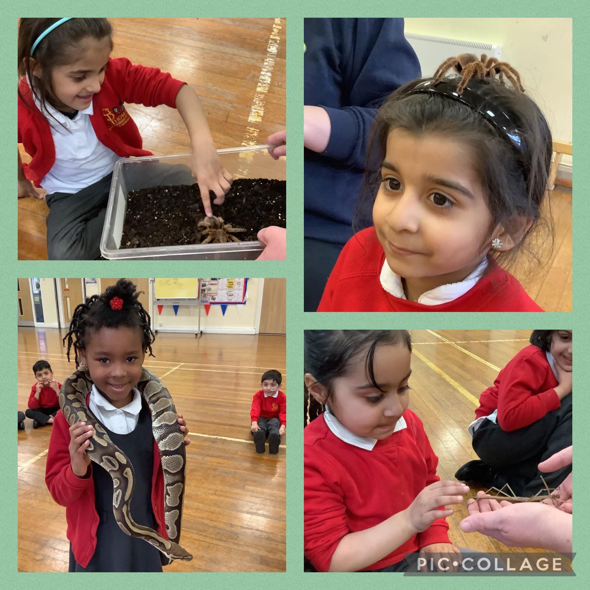 St Thomas's Primary (@stthomasbury) on Twitter photo Reception loved meeting and learning about Cindy the cockroach, Millie the millipede, Larry the locust, Monty the snake and Incy Wincy the tarantula. Fantastic experience from <a href="/AnimalsTakeOver/">Animals Take Over</a> Thank you so much. π·πͺ³π¦π Reception loved meeting and learning about Cindy the cockroach, Millie the millipede, Larry the locust, Monty the snake and Incy Wincy the tarantula. Fantastic experience from <a href="/AnimalsTakeOver/">Animals Take Over</a> Thank you so much. π·πͺ³π¦π