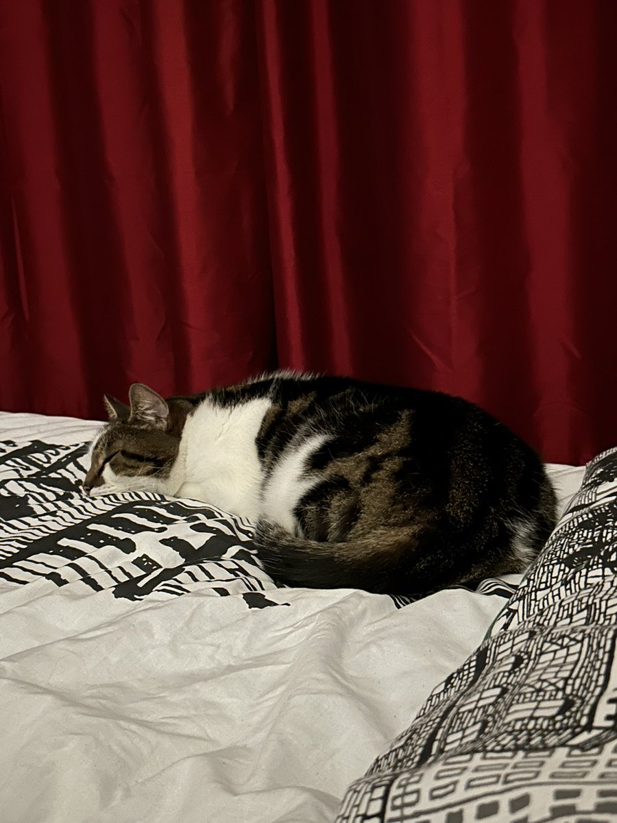 el293's tweet photo. Looks like I’m sharing the bed tonight 🐱 https://t.co/paHk83YI2F