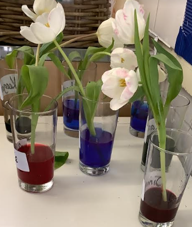 OakEPS's tweet photo. We're observing how plants absorb water! Science exploration allows skills in problem solving and reasoning to develop. Children gain confidence and deepen their understanding of the world around them! @PrimaryElaine @EEC_Elaine @IPAT_Edu https://t.co/zbfW0oqouy