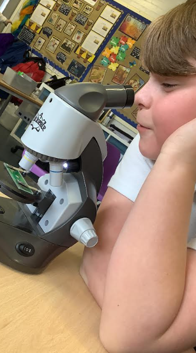 OakEPS's tweet photo. We're observing how plants absorb water! Science exploration allows skills in problem solving and reasoning to develop. Children gain confidence and deepen their understanding of the world around them! @PrimaryElaine @EEC_Elaine @IPAT_Edu https://t.co/zbfW0oqouy