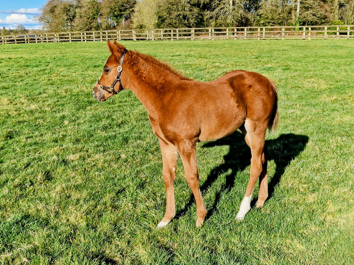 🎂+60 ♀️ 3/4 sister  #ACKLAMEXPRESS 
by #Mehmas (IRE) 
#Championsire #leadingsire #leadingfreshmansire #sireonfire #HoStud #breeding #FoalFriday #Thoroughbred #theTDN #EuropeanRacehorse #AcornStud #bloodstock #thoroughbredracing #rpbloodstock #bloodstocknews #ThoroughbrdTale