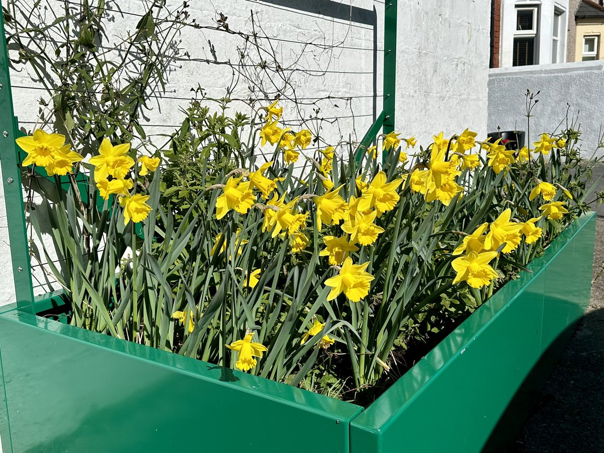 Hooray for Spring! The daffodils are in bloom in our planter in Stockland Street #Grangetown 🌼🐝🌻#localplacesfornature