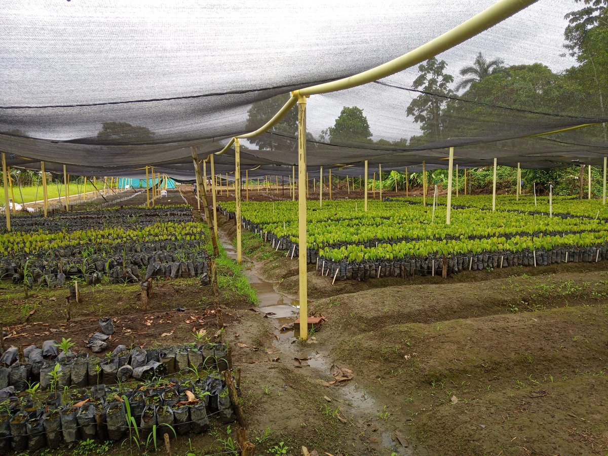 BiovIntCIAT_esp's tweet photo. Avances del Programa #RutasPDET de la @UEenColombia: Visitamos el vivero del Consejo Comunitario Bajo Mira y Frontera, en Nariño, donde se están cultivando 30 mil plántulas de #cacao con clones finos en sabor y aroma que serán establecidas por 52 familias del territorio. https://t.co/rqnFPAdnH7