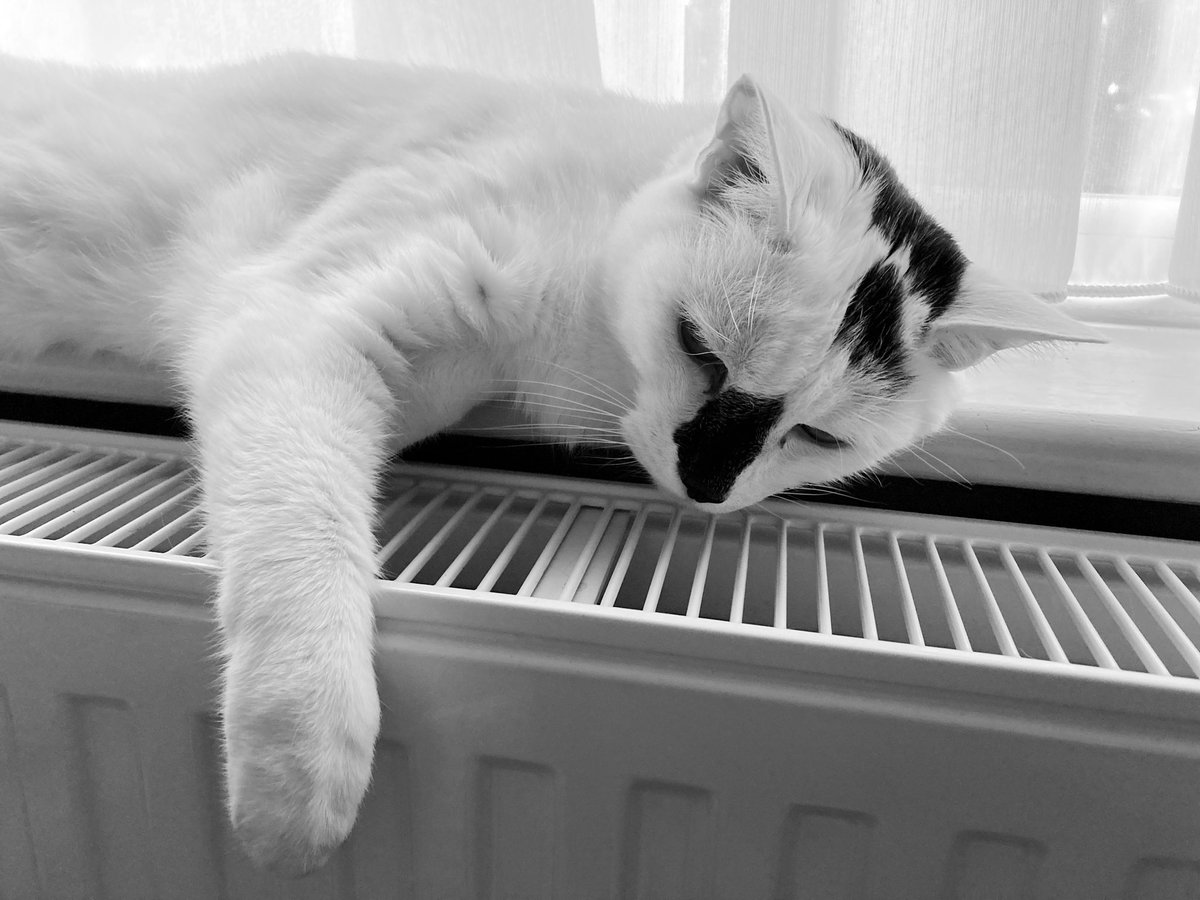saramarieblack1's tweet photo. When daddy’s working away 🫣 @phildamb #heatingon Warm little paws 🐾❤️🐱 #catadoption @CatsProtection https://t.co/75Ij2AGpLX