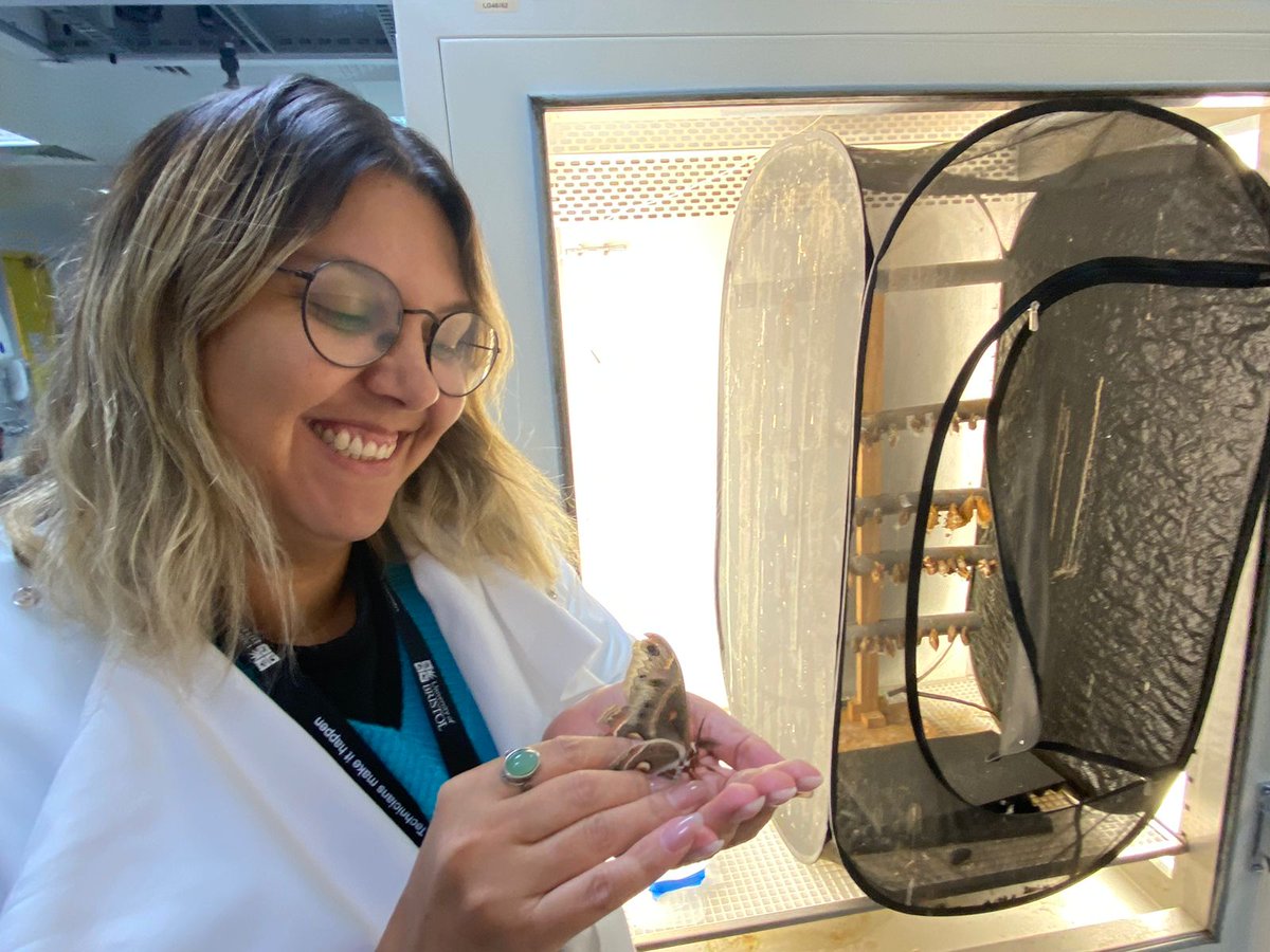 Bruna Teixeira enjoying her time <a href="/BASElabBristol/">Holderied's BASElab</a> and one of our Cecropia moths