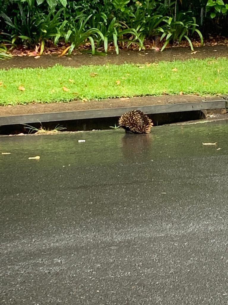 leafsdownunder1's tweet photo. My son helped an echidna get safely across the road yesterday #justaussiethings https://t.co/tuvfOSqtk1