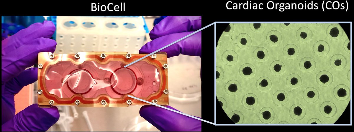 iDilipThomas's tweet photo. Cardinal Heart 2.0🫀from @Joseph_C_Wu lab launching Heart Organoids on SpX-27🚀 tonight 8:30p EST! The microgravity experiment🔬features 3,888 beating mini-hearts from 4 patient lines will stay @ISS_CASIS for 4 wks! 🙏@Xu_Cao_PhD @ncats_nih_gov @BioServeST @SpaceX #TissueChips https://t.co/Sy64rsdXd6