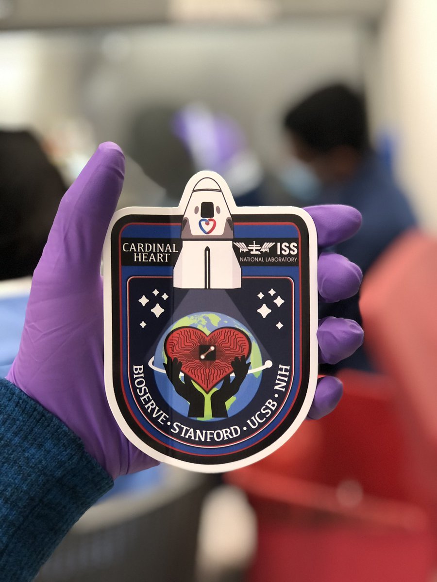 iDilipThomas's tweet photo. Cardinal Heart 2.0🫀from @Joseph_C_Wu lab launching Heart Organoids on SpX-27🚀 tonight 8:30p EST! The microgravity experiment🔬features 3,888 beating mini-hearts from 4 patient lines will stay @ISS_CASIS for 4 wks! 🙏@Xu_Cao_PhD @ncats_nih_gov @BioServeST @SpaceX #TissueChips https://t.co/Sy64rsdXd6