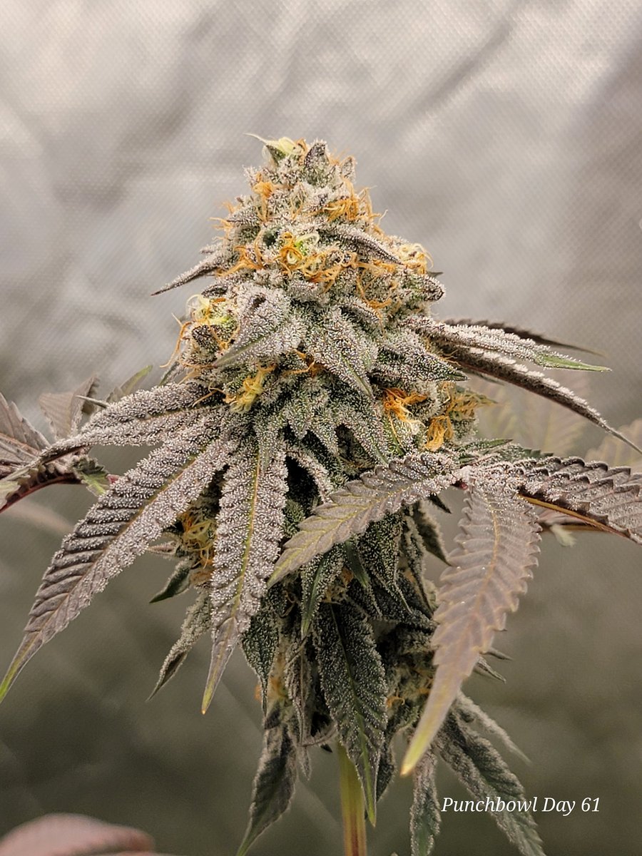 RyleyVaux's tweet photo. Some glamor shots of the punchbowl I'm running right now by Ethos

#CannabisCommunity #organic #cannabisgrower #420Life #Ethos
#StonerFam #licensedgrower #multipassholder https://t.co/m109f1nVBZ