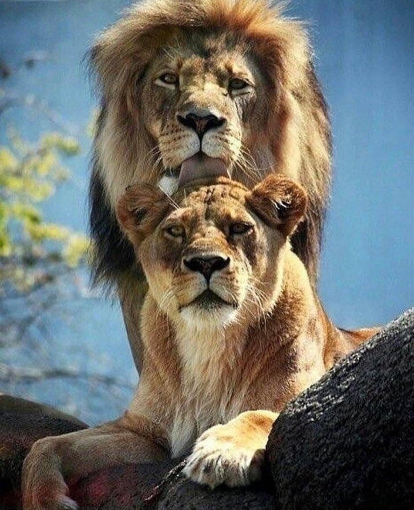 PURE LOVE..!! 😻🌈✨💫🌳🦁💞🦁🌿🐾💯📸❤️