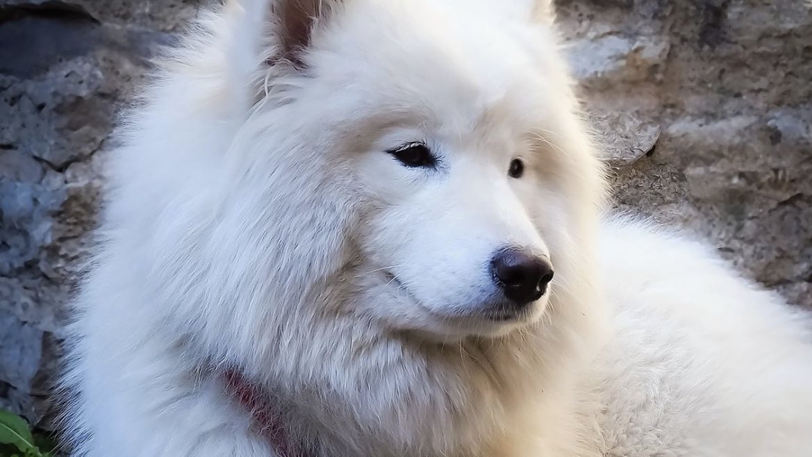 We love a fluffy pup 🤩. 

Try these skin &amp; coat support supplements that contain essential nutrients that minimize shedding and ease your pup's discomfort from skin issues. 

#bnydogs #bitchnewyork #dogsupplements #doghealth #luxurydog