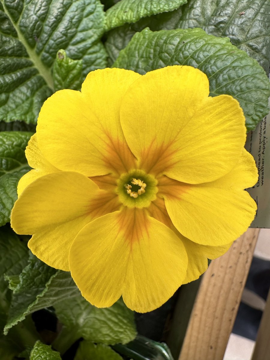 Did someone mention Spring? Todays short visit to Dobbies at Tewkesbury.
Next 2 short £10.00 visits to Gloucester Quays, contact daytrips@astons-coaches.co.uk or follow us on fb <a href="/Astonsdaysout/">Astons Coaches Great Days Out</a>