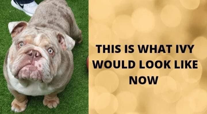 karensarah66's tweet photo. Right a wrong and help find #Stolen Ivy. Taken 20/1/21 #missingtoolong 💔 Contact 07725149705 with any information to bring her back home @DogLostUK @SAMPAuk_ @gelert01 @MissingPetsGB @KarenFi51820768 @bs2510 @DogTheftCrisis @LisaLisaw1 @TinaTowers3 @WaterhousePat @PetTheftUK https://t.co/K0NaM1jTkY