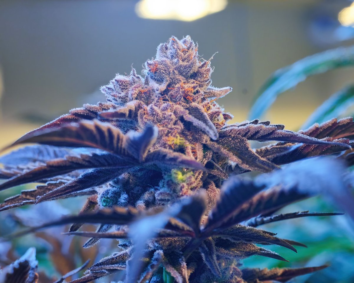 Confections has such a unique cake and candy flavor. This last batch was our best yet. #respectthecure
📸@stackd_photography