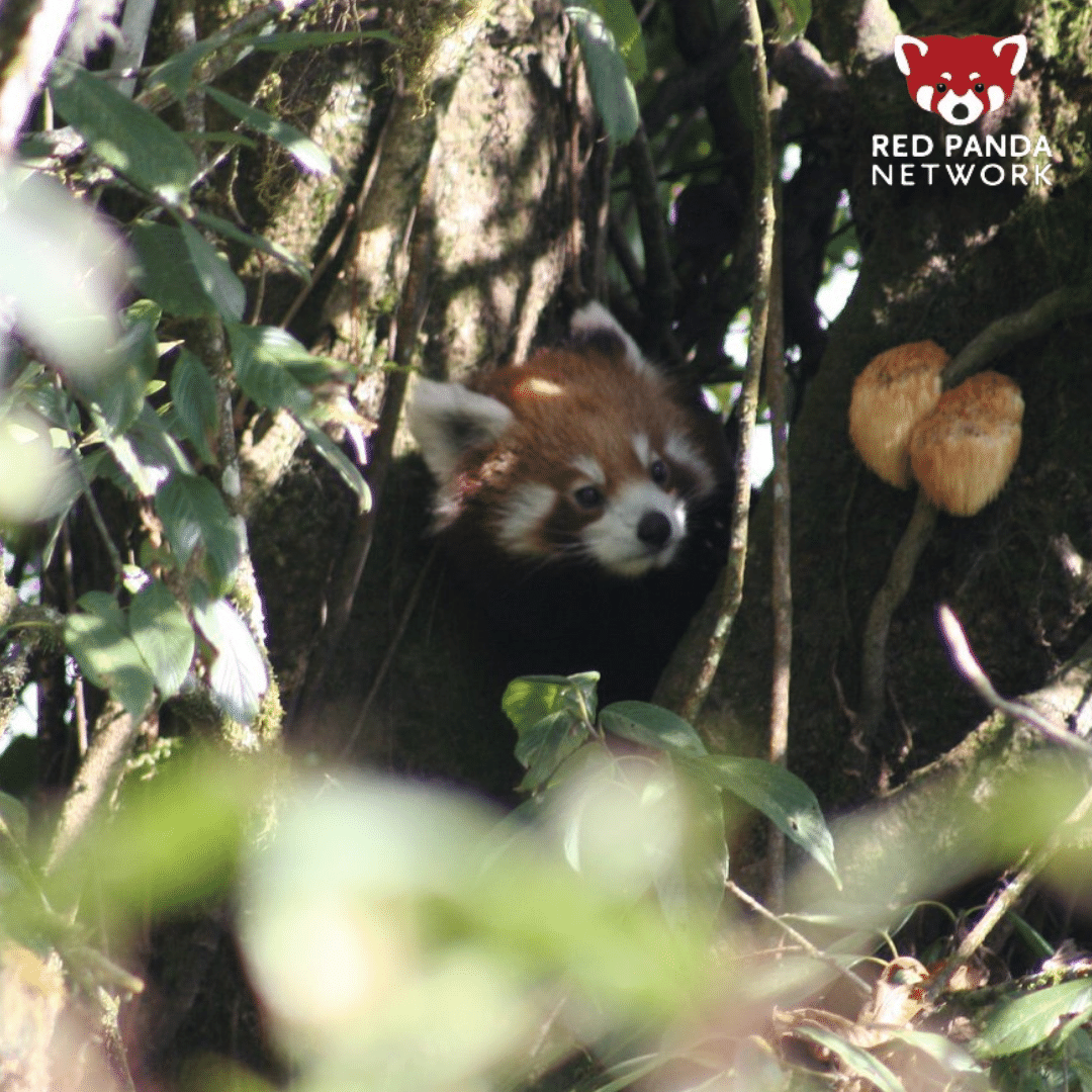 RedPandaNetwork's tweet photo. What year was the red panda discovered? 🐾
Learn all about the first panda!
https://t.co/veLxCUzoDG
#triviatuesday #redpanda #savetheredpanda #firstpanda https://t.co/4mxB6yrcT7