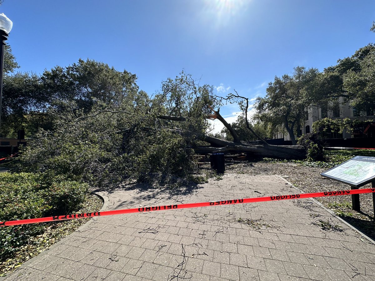 Trees down around Stanford and near my apt in Palo Alto from the wind /atmospheric river. 

Certainly not the weather I expected when moving here! Reminds me of a derecho we got in DC a while back. #CAwx https://t.co/PMZMWOS6bz