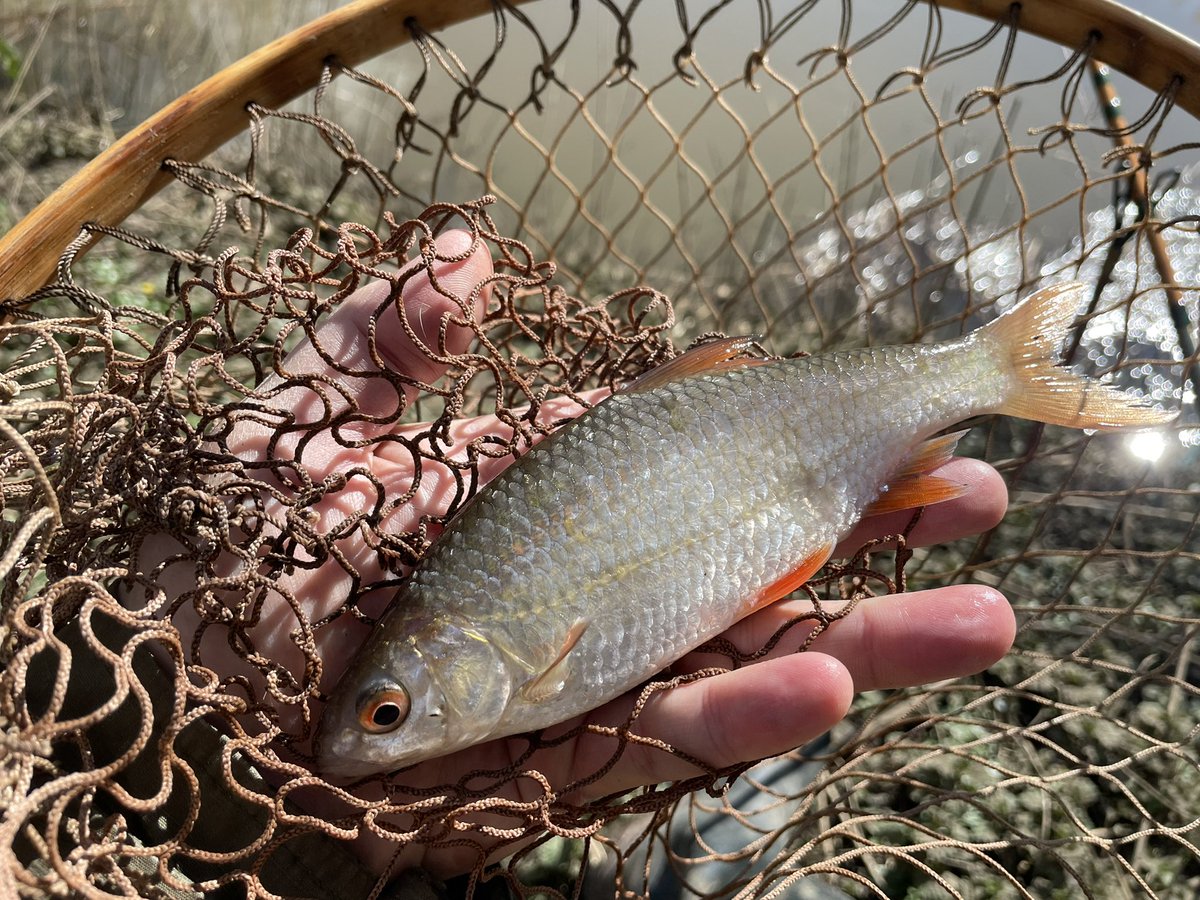 dickiestraker1's tweet photo. Another season ends…the joy of roach, gudgeon, friends &amp; curried maggots https://t.co/tjChZT8Dzk