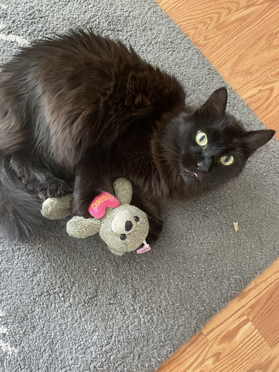 holmesmd's tweet photo. @keithdunn Sending catnip fueled hugs to nondescript guy. #teamnondescriptguy #kittykontent #barkleycats https://t.co/PPIvTkRkQO