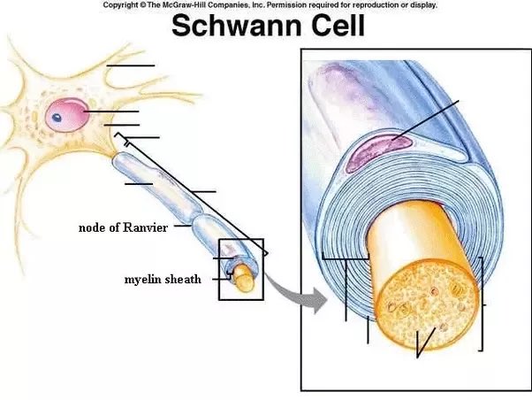 ParaNerdox's tweet image. Schwann cells are the equivalent of oligodendrocytes in the peripheral nervous system. They also produce myelin, but for axons outside of the brain and spinal cord. #peripheral #nervefunction
4/