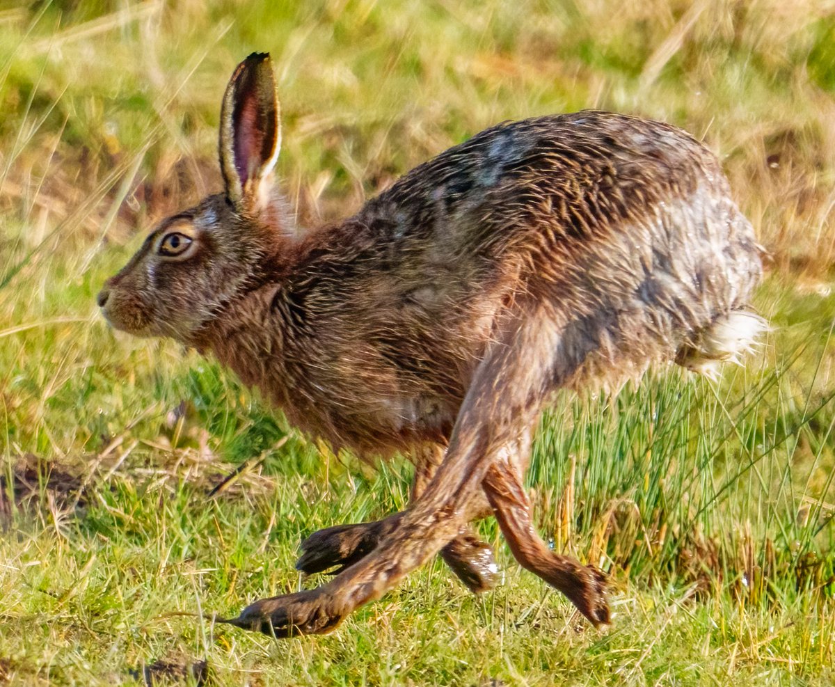 hares at adwick this morning <a href="/RSPB_OldMoor/">RSPB_OldMoor</a> <a href="/Barnsleybsg/">Barnsley Birders</a> #wildlife #nature #wildlifephotography #naturephotography #birds #photography #animals #bird #naturelovers #wild #animal  #photooftheday #birdphotography #perfection #sony #birdwatching #captures #natgeo #birding