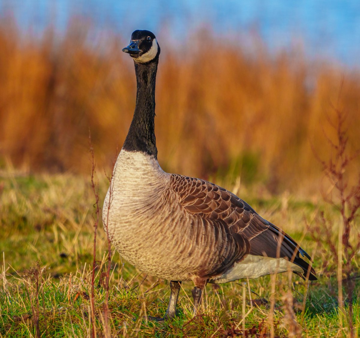 birds at adwick today <a href="/RSPB_OldMoor/">RSPB_OldMoor</a>
<a href="/Barnsleybsg/">Barnsley Birders</a> #wildlife #nature #wildlifephotography #naturephotography #birds #photography #animals #bird #naturelovers #wild #animal  #photooftheday #birdphotography #perfection #sony #birdwatching #captures #natgeo #birding