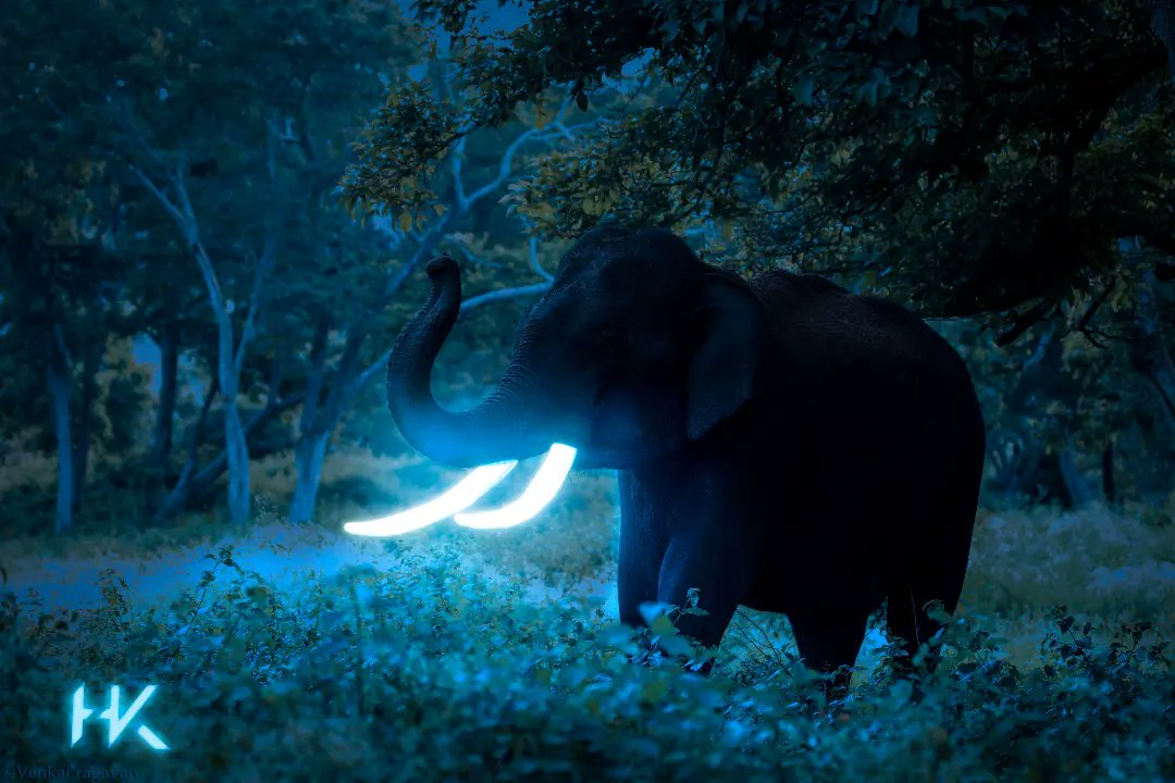 Daniel_Designns's tweet photo. First work on Wildlife Project
1. Glowiphant✨🐘
I thank spoon graphics for the inspiration.
#digitalart #graphicdesign #nature #animals #elephant #glow #design #hkdesign https://t.co/jZEHaC9hYr