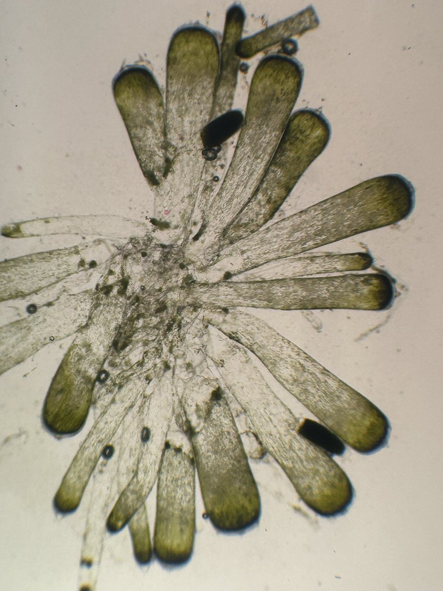 Our Codium #seaweed is reproductive!! 😍🎉