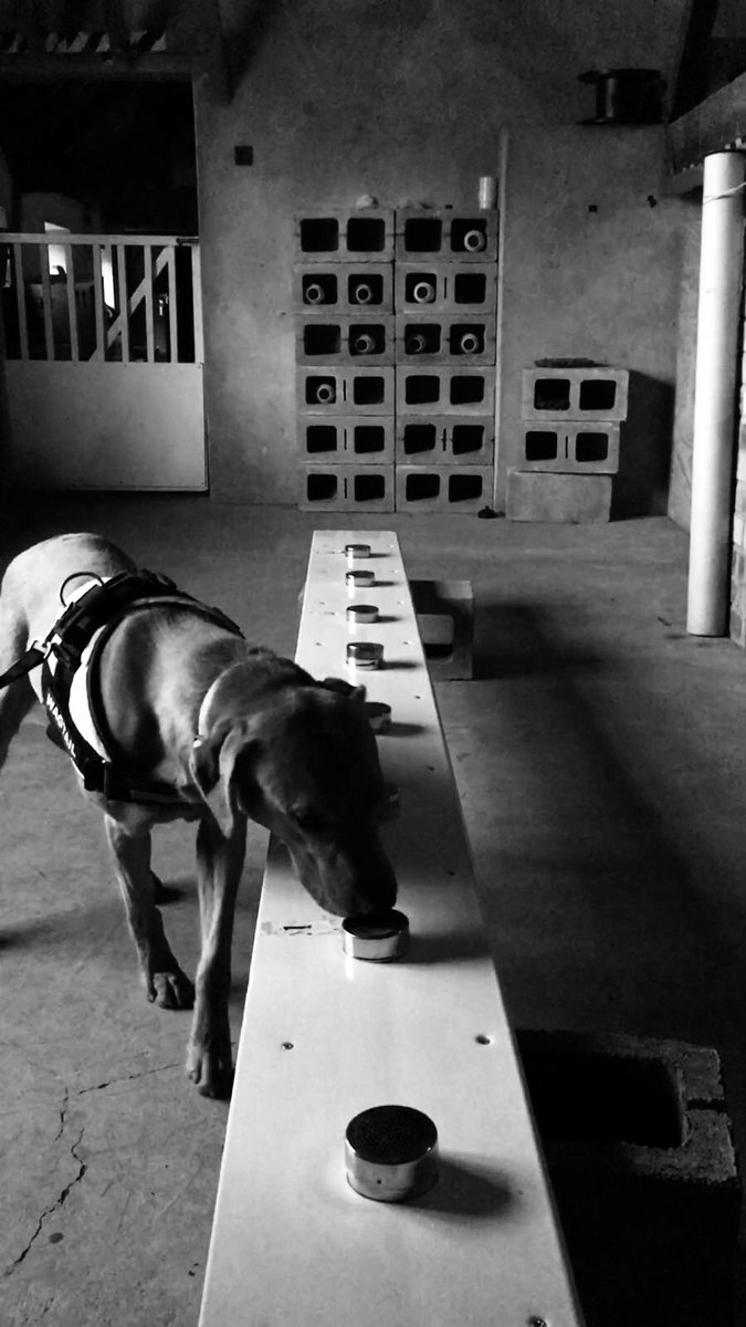 WagtailUK_dogs's tweet photo. Our FREDDS (Free Running Explosive Detection Dogs) are required to pass an Odour ID (blind!) every single day that they are operational. Approx 5 days a week. Once a month? 😂😂😂 #usethebest #welshsnifferdogs #FREDDS #marketleader #detectiondogs #snifferdogs #wagtail #20years https://t.co/J80QJCjpNO
