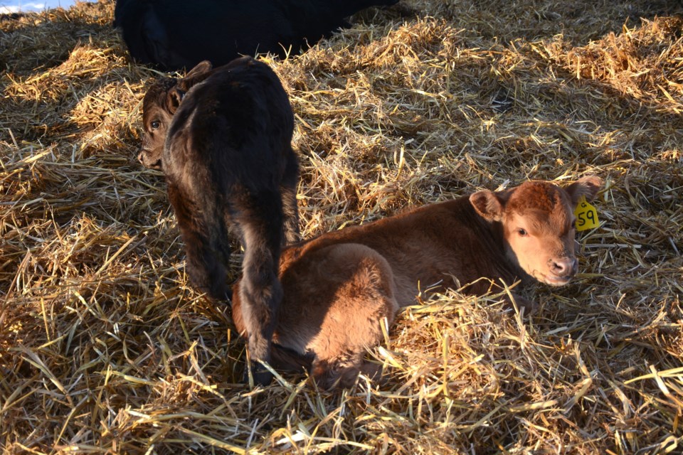 BvilleNouvelle's tweet image. Vitaferst a newborn calf supplement with a twist dlvr.it/Skv8hm #SpecialFeature #BreedersDirectory #GreatWestMedia