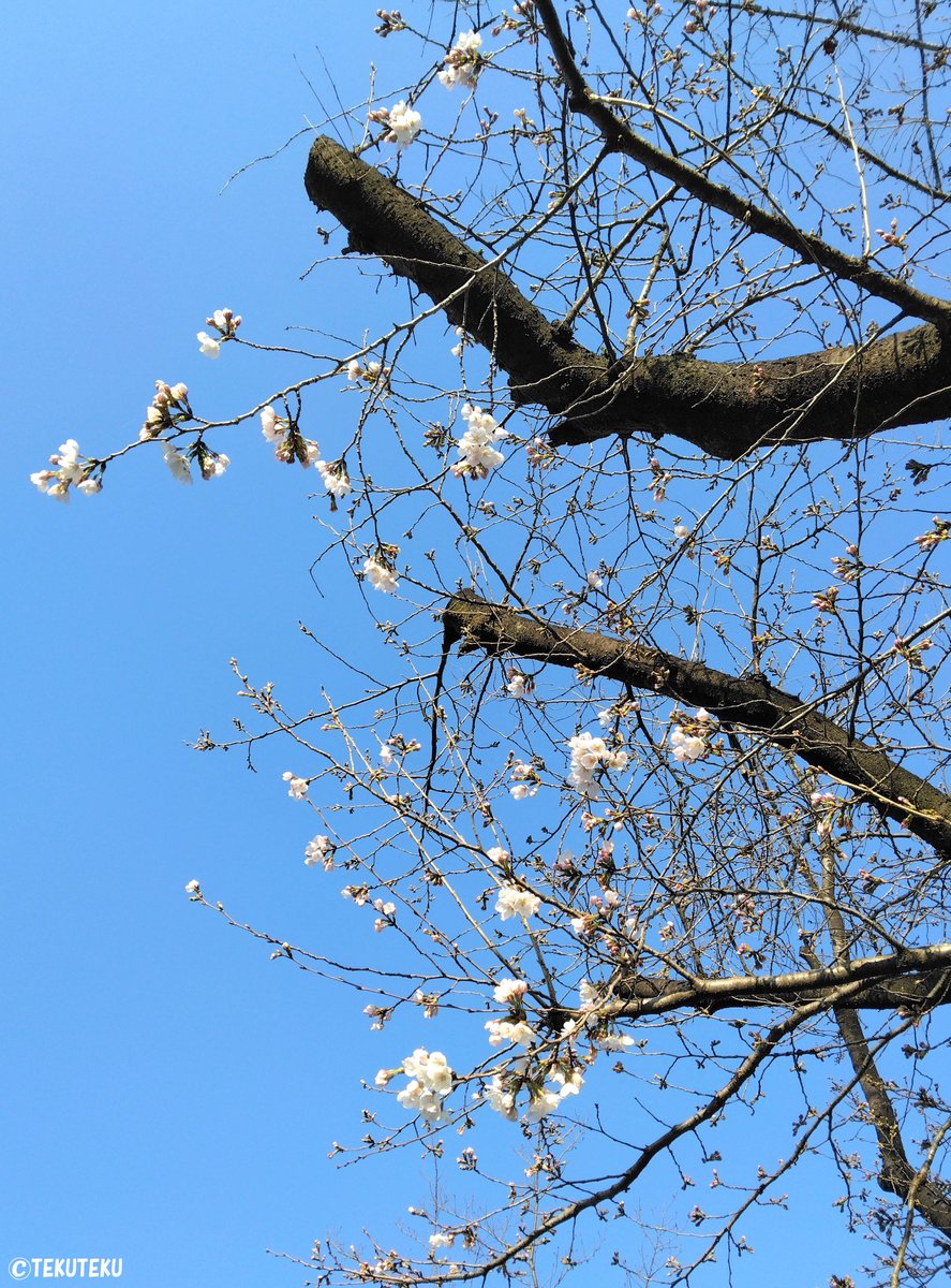 「てくてく写真・今日のソメイヨシノ #花写真 #キリトリセカイ #photogra」|TEKUTEKUのイラスト