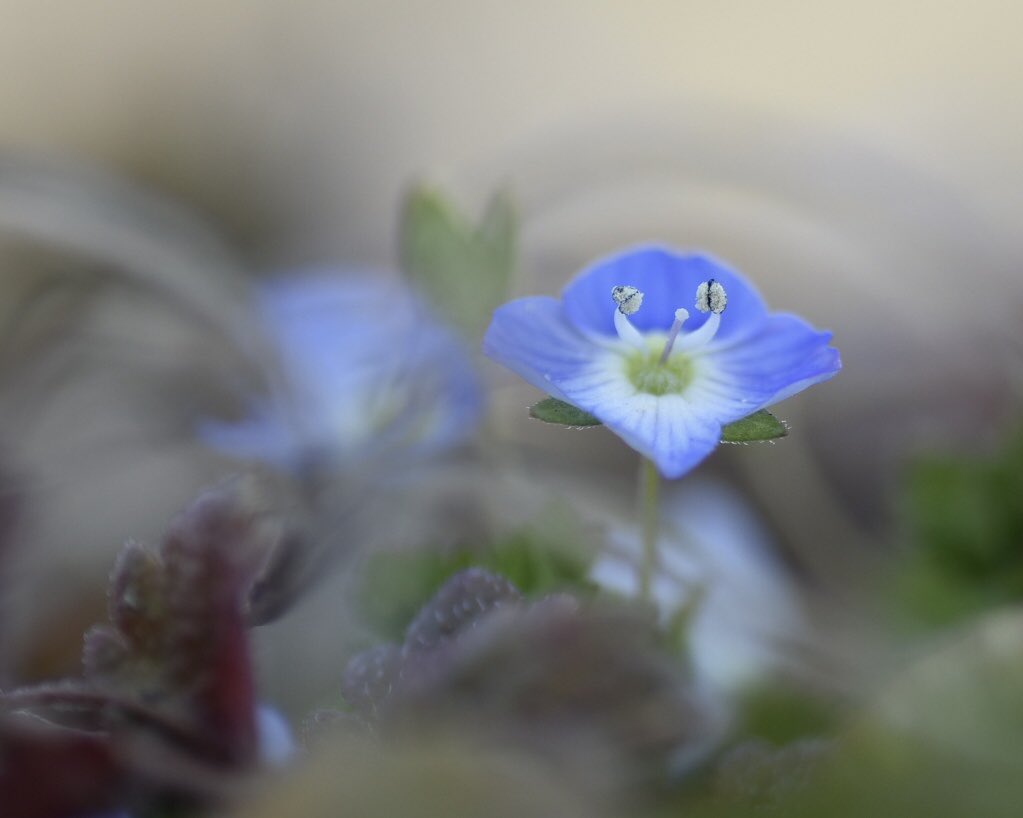 erenbkuchiku1's tweet photo. 春に生まれたBaby Blue
#オオイヌノフグリ #PersianSpeedwell https://t.co/WEY7bgLvDH