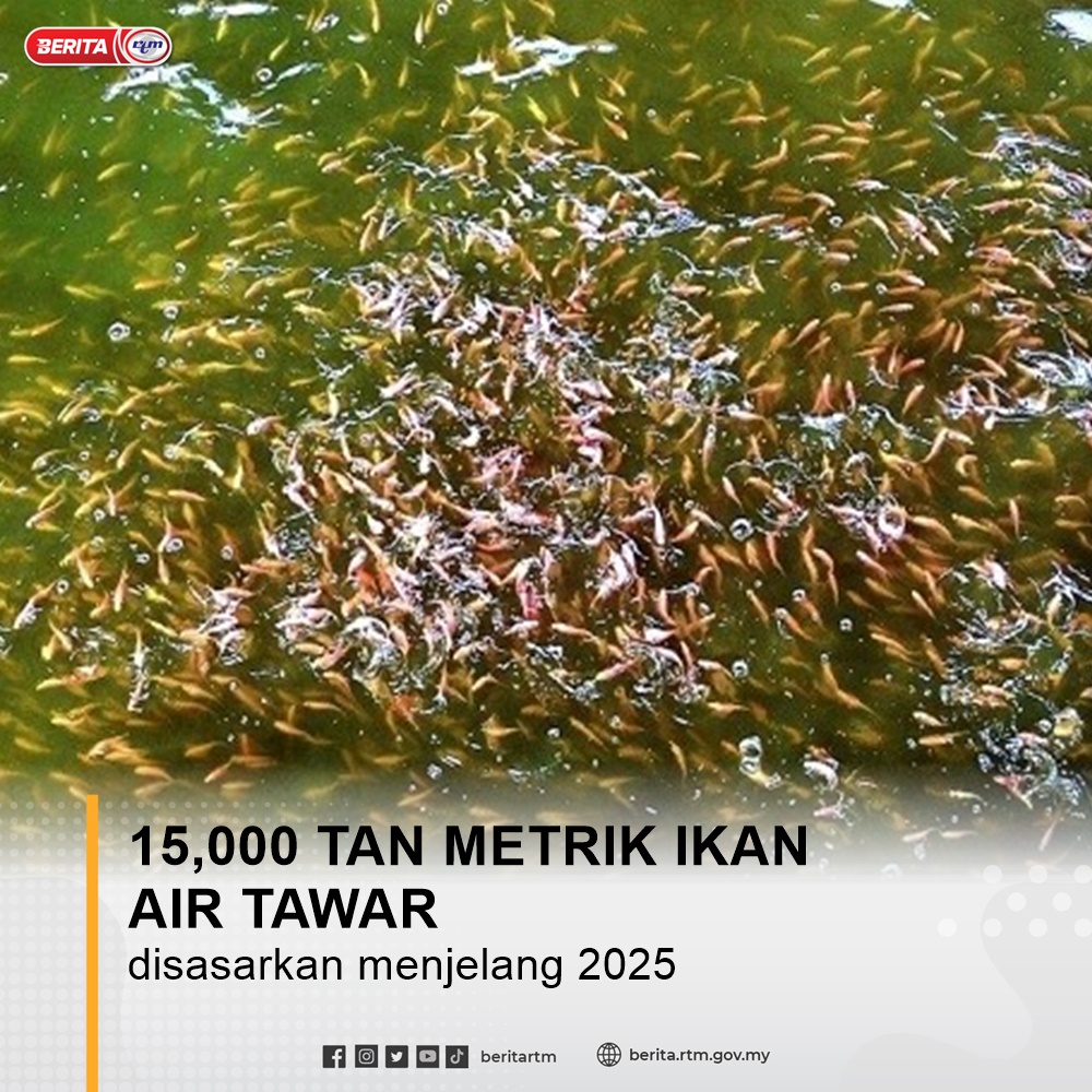 beritartm's tweet photo. 15 Mac - Kementerian berhasrat menjadikan sektor akuakultur ikan marin dan air tawar yang utama meningkatkan kadar sara diri dan pendapatan penternak 

https://t.co/L3lELgoeoQ

'Yang sahih di Berita RTM'
#RTM #BeritaRTM #MalaysiaMadani https://t.co/WdxjhNTXQN