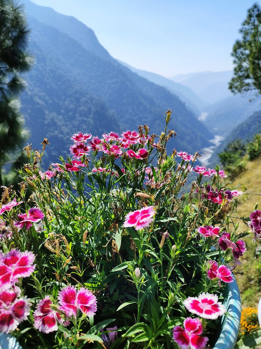 AanchalPsd's tweet image. Such a blessed timeline today 😇🙏
आप सभी को फूलदेई पर्व की शुभकामनाएं। 🌻
Celebrating the spring and revering mother nature everyday 🙌
#phooldei #Uttarakhand
#फूलदेई #nature