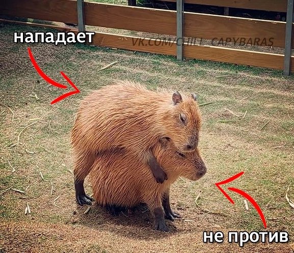 lena5854's tweet photo. Эти милахи желают тебе хорошего дня ☕️ https://t.co/vuztWmspaR