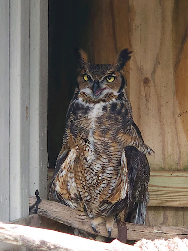 MitchellHWise's tweet photo. ...that animal being the Great Horned Owl! These illustrious birds are a bit more feisty than your typical owl. They sport feathers that branch off of the top of their head that sort of resemble horns, and some people even mistake them as their ears, but don't be fooled! https://t.co/qPmrUAuWFQ
