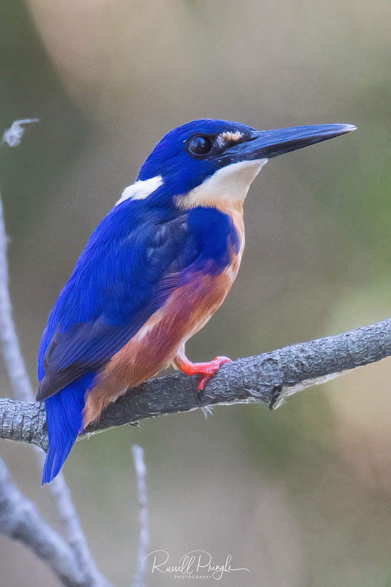 One of our most sought after birds for photographers in Australia is the tiny Azure Kingfisher. Pretty happy to catch up with this stunner on the North Coast last week
2023
#raw_birds #birdsofaustralia #birds
#your_best_birds #abcmyphoto
#birdwatching 
Russell Pringle Photography