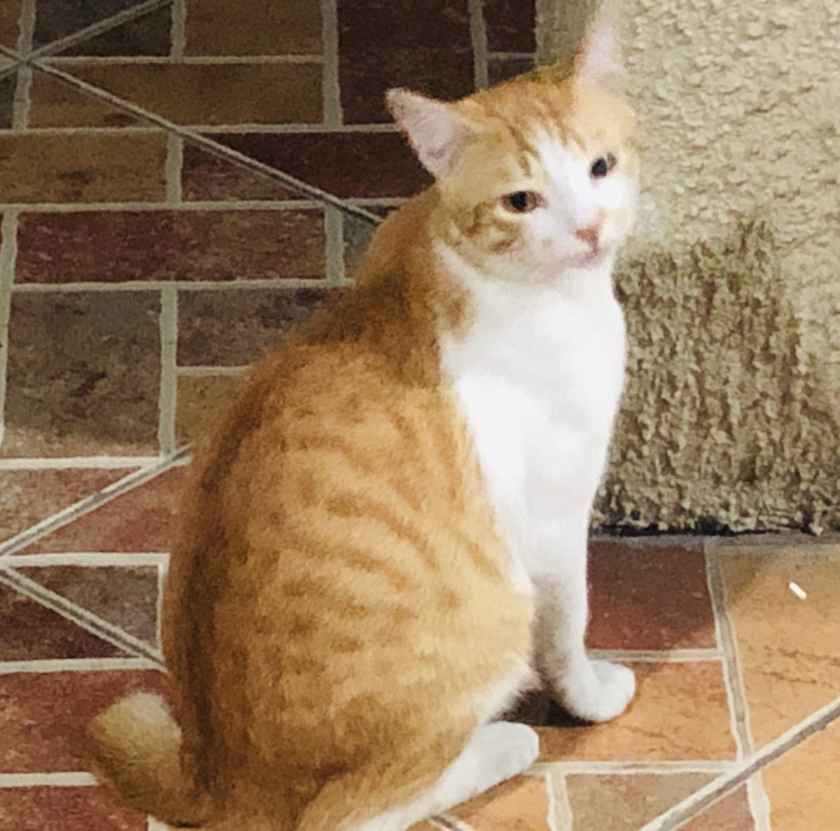 BulbulYellow's tweet photo. 🌅MB取りだから
C=225の枠なので
まあ、良い方かな?
ここに住み着いてる猫の中の美猫
@bitpapa2022 さんが作られた
@SmartCatsClub のシンボル
可愛いくて素敵なの
つけて見ました
#STEPN #SmartCatsClub #シンボル https://t.co/rNm9JKmoNA