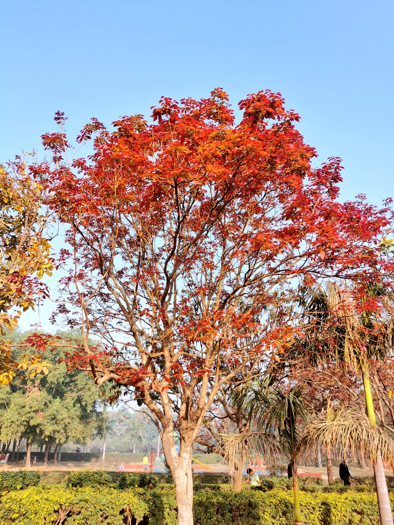 delhitrees's tweet photo. There is nothing like the beauty of new leaves of Kusum tree (Schleichera oleosa) during spring in Delhi. The new leaves that look like flowers seem to give the tree its name Kusum, which means flower in Hindi. https://t.co/0wRKYlDMDi