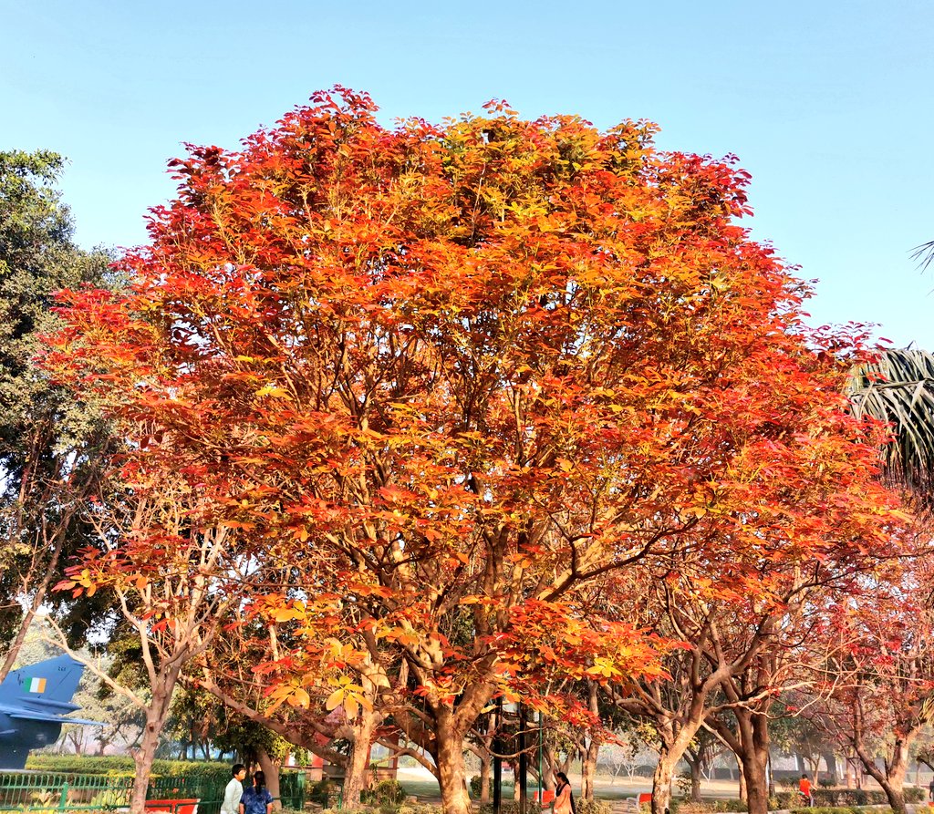 delhitrees's tweet photo. There is nothing like the beauty of new leaves of Kusum tree (Schleichera oleosa) during spring in Delhi. The new leaves that look like flowers seem to give the tree its name Kusum, which means flower in Hindi. https://t.co/0wRKYlDMDi