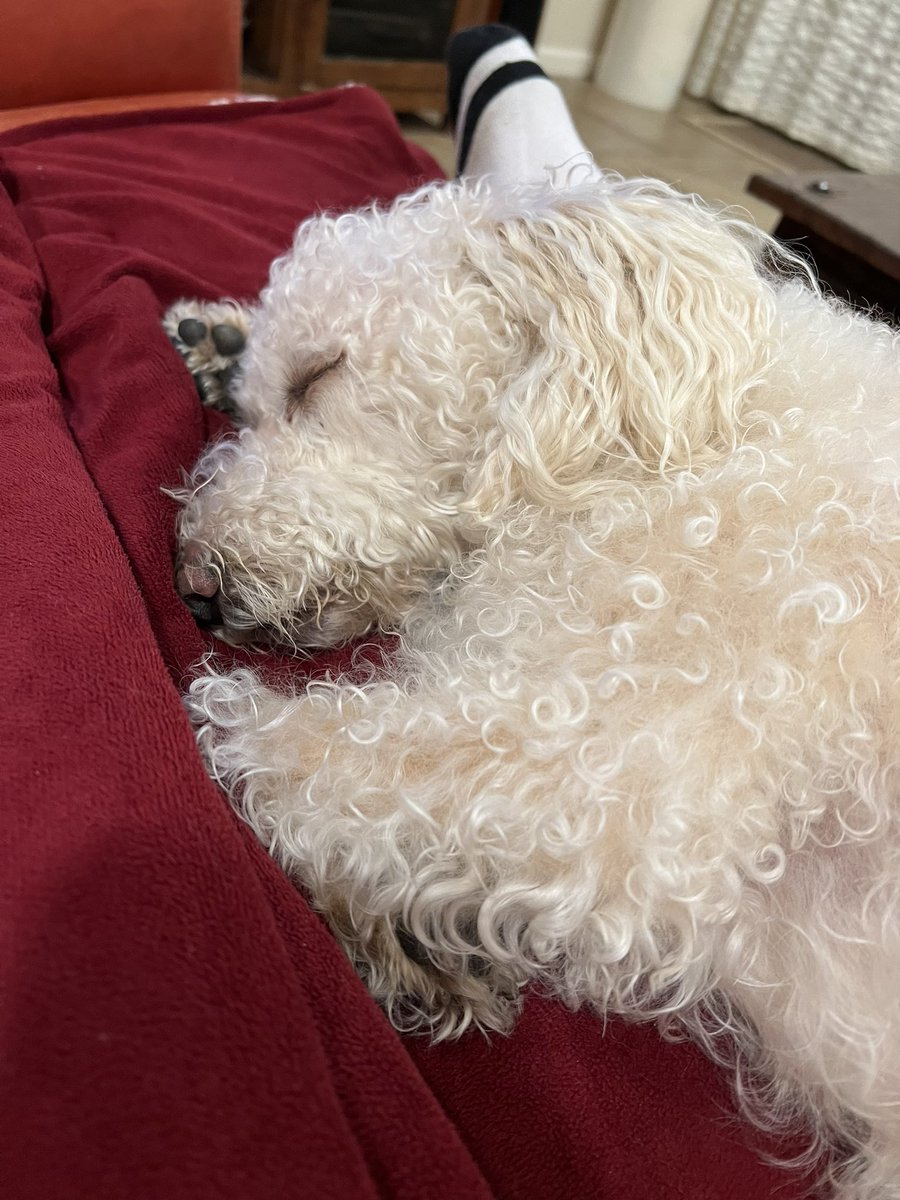 NodSquadPodcast's tweet photo. @AmyDresner Thank you so much and you’re so right; words can’t accurately describe how I would handle a anxiety attack after a long day without them. Here’s a picture of my other dog Emma; she’s half Terrier &amp; half poodle breed. Emma actually saved my life 4 years ago when I was overdosing❤️ https://t.co/K5YoBlIucA