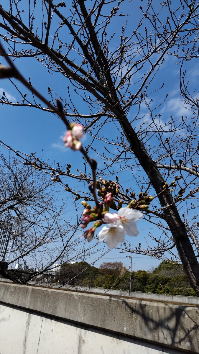 「近所の桜も咲き始めました 」|原田高夕己@webアクション連載中のイラスト